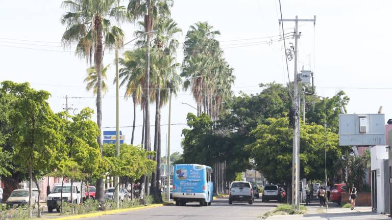 La Dirección de Ecología y Medio Ambiente del Municipio, en coordinación el Departamento de Parques y Jardines, realizó una evaluación de las palmeras plantadas en la Avenida Miguel Alemán.