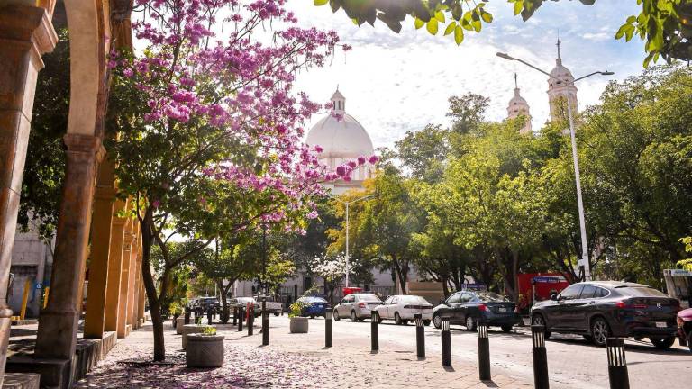 Los árboles de amapa han comenzado a reclamar su lugar en el paisaje urbano de la capital sinaloense.