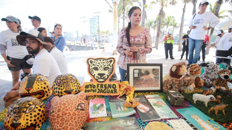 Es el jaguar una especie con prioridad para Sinaloa: Sebides