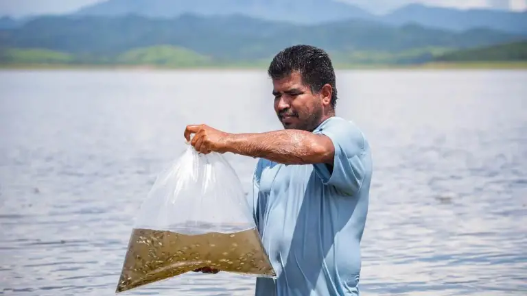 La repoblación se ha centrado exclusivamente en alevines de tilapia.