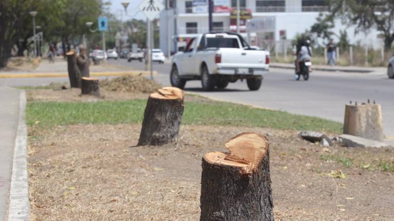 Este domingo, se pudo observar cómo en el área solo quedaron los troncos cortados aún visibles, ya que no fueron retirados de raíz.
