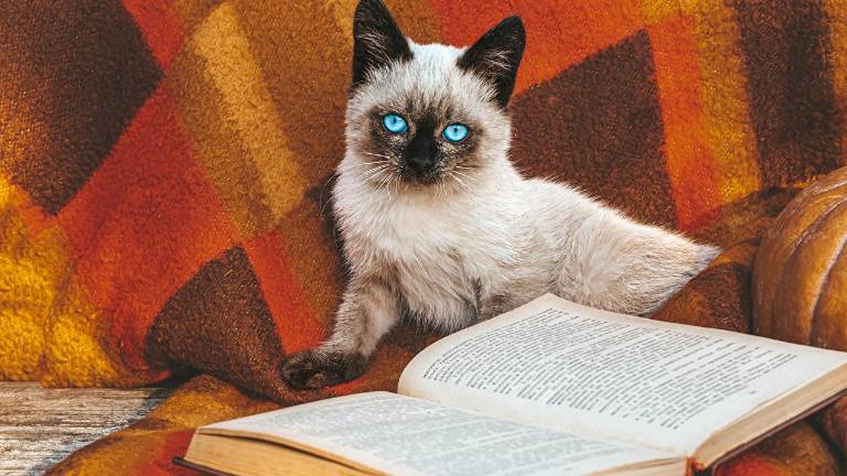 El 8 de agosto se celebra el Día Internacional del Gato.