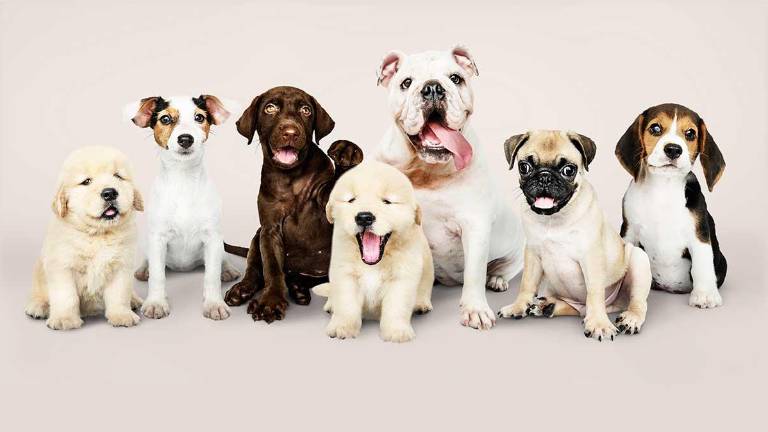 Hay cifras que demuestran que los humanos no han sido los mejores amigos del perro y que hay mucho trabajo por hacer para recuperar y reforzar esta milenaria amistad