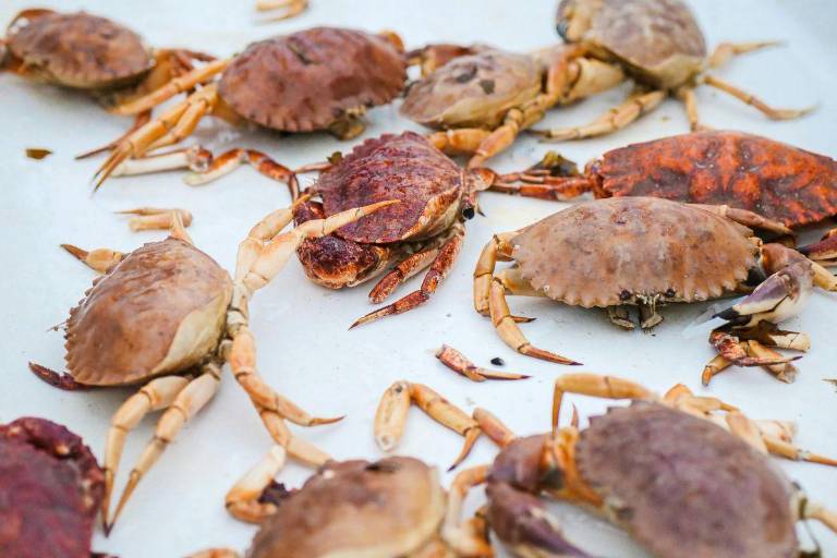 Pesca furtiva de jaiba: el golpe a las exportaciones hacia Estados Unidos