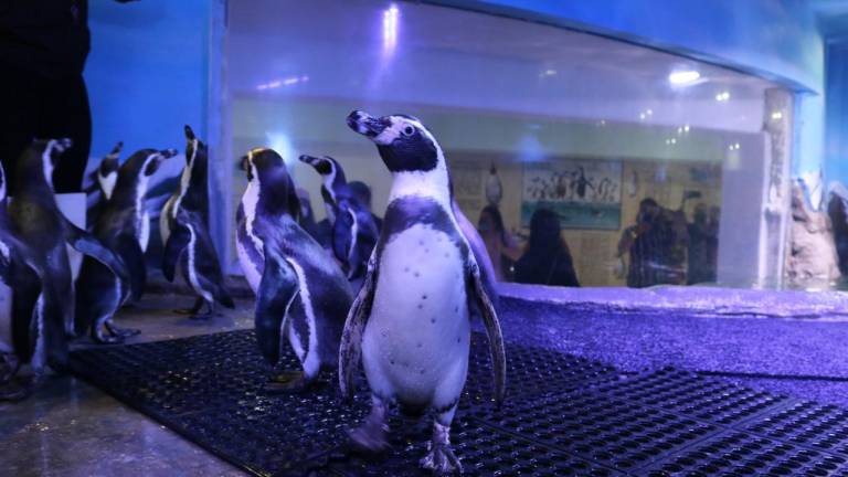Acuario Mazatlán protege a los pingüinos de Humboldt.