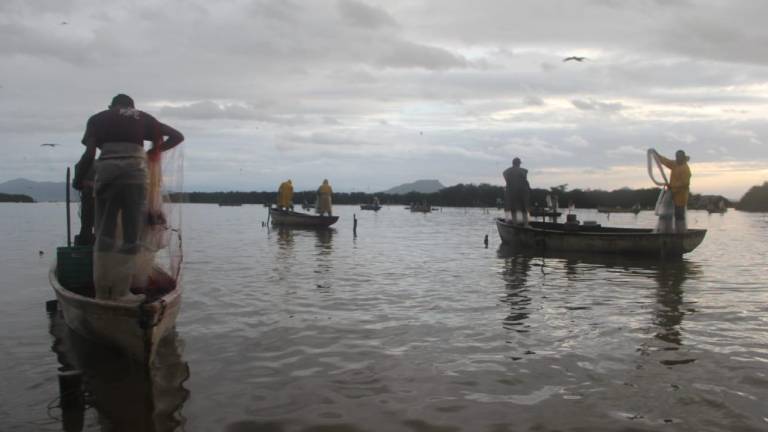 Pescadores en esteros de Rosario no se autovedarán esta vez; temen que creciente se haya llevado el camarón