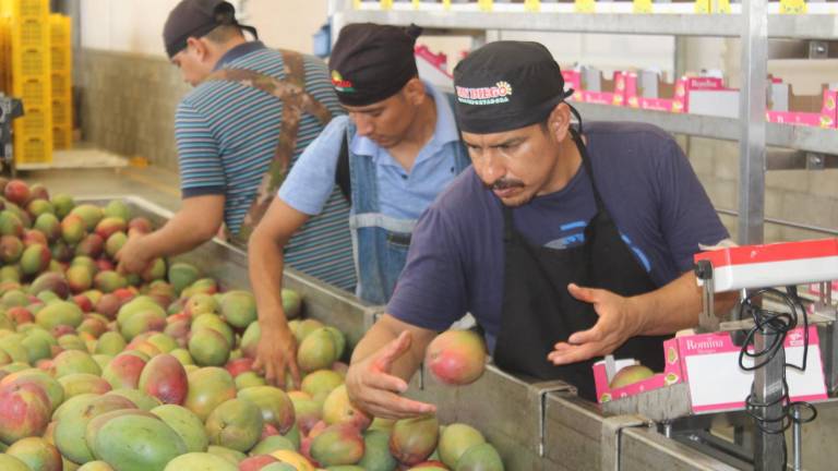 Proceso de empaque del mango en Rosario.