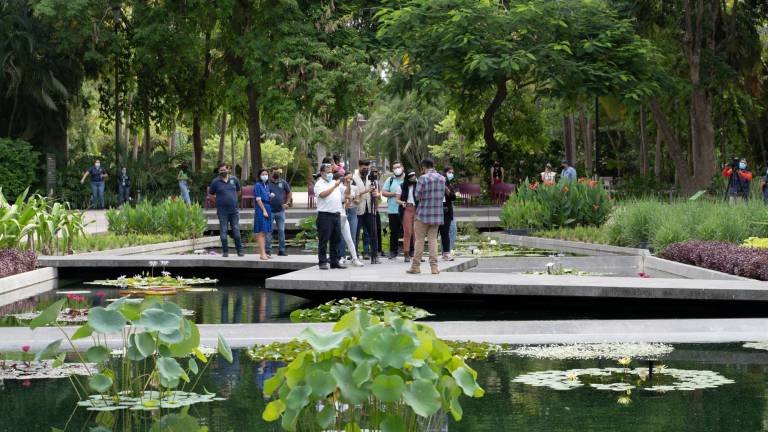 20 especies vegetales acuáticas son las que podrán apreciarse en el estanque central del Jardín Botánico.