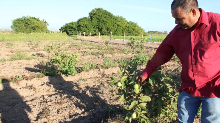 José Ángel León tiene experiencia en la producción de chile y tomate; ahora le apuesta a la guayaba.