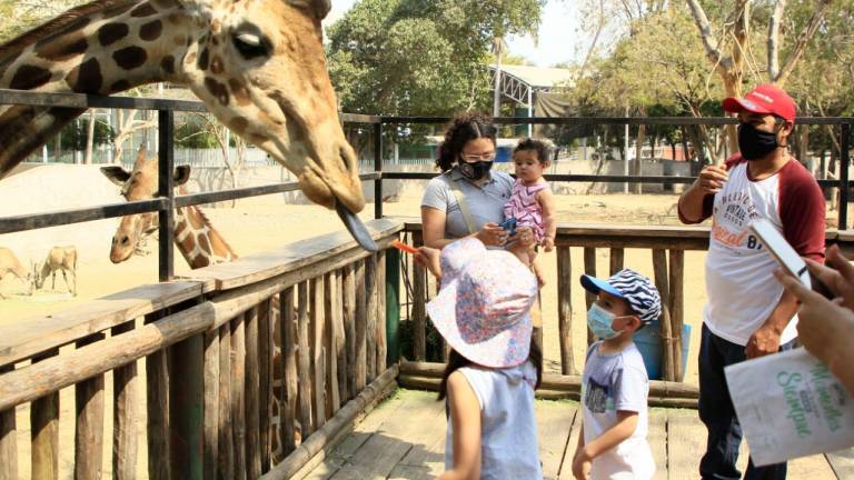 Zoológico de Culiacán registra afluencia de más del 50% de su capacidad