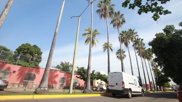 Las palmeras de la avenida Miguel Alemán, donde el pasado viernes se cayó una, se están secando.