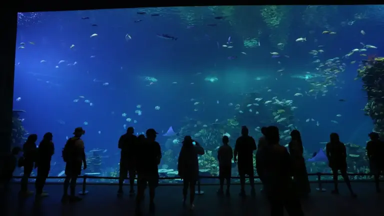 Durante octubre y noviembre el Gran Acuario Mazatlán reporta una mejora en la afluencia de visitantes.