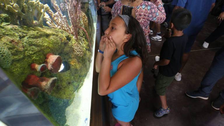 La inauguración oficial del nuevo Acuario está contemplada para el próximo 15 de mayo.