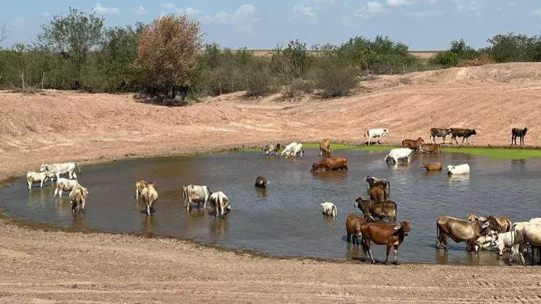 La Asociación Ganadera Local de Culiacán gestiona la pronta entrega de 35 mil pacas gratuitas.
