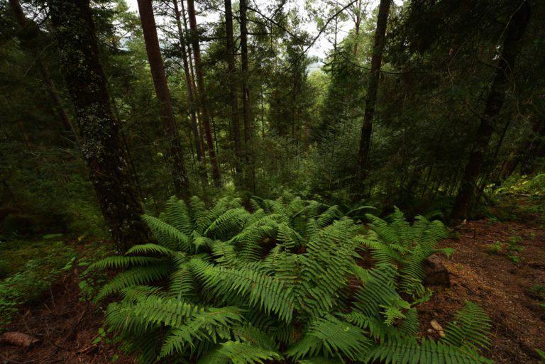 $!Una imagen del bosque que conserva la ejidataria Carmen Gómez.