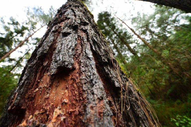 $!El bosque de la comunidad está en una zona en donde abundan los aserraderos clandestinos.