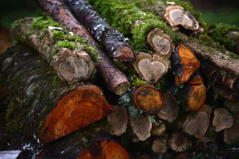 $!La madera que producen los ejidatarios se vende en trozos a municipios cercanos y en Puebla, lo que sobra se utiliza para hacer cajas de empaque de madera.