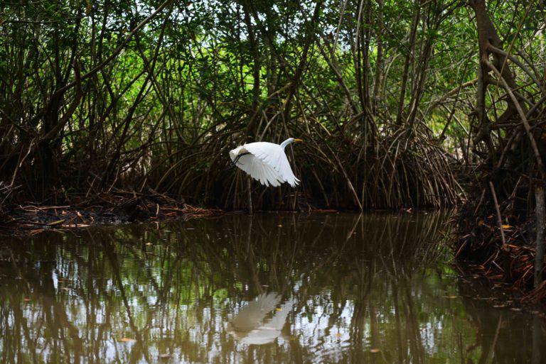 $!Una garza vuela por los manglares de Costa de San Juan.