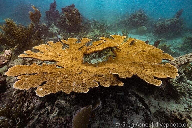$!Las consecuencia del calentamiento del mar: blanqueamiento de corales afecta al 84% de los arrecifes del mundo