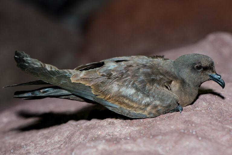 $!Adulto de Petrel negro.