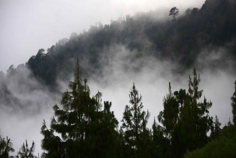 $!Una mirada al bosque que conserva Nueva Vaquería.