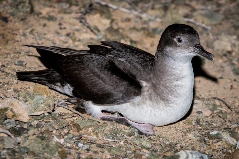 $!Adulto de Pardela mexicana.