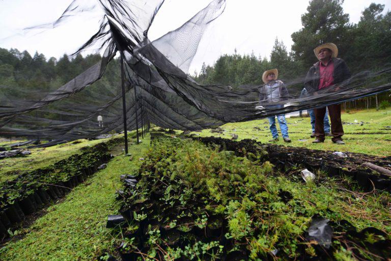 $!Ejidatarios de Nueva Vaquería muestran su vivero, donde siembran pinos para reforestar el bosque.