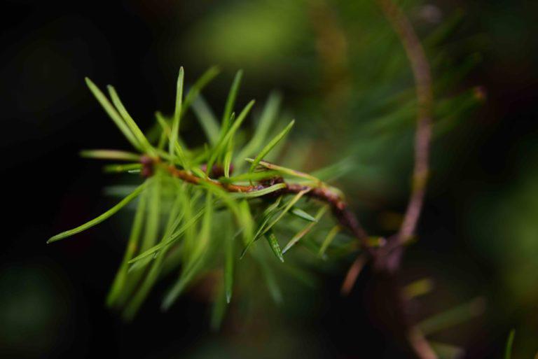$!Pinos que crecieron en el vivero de la comunidad.