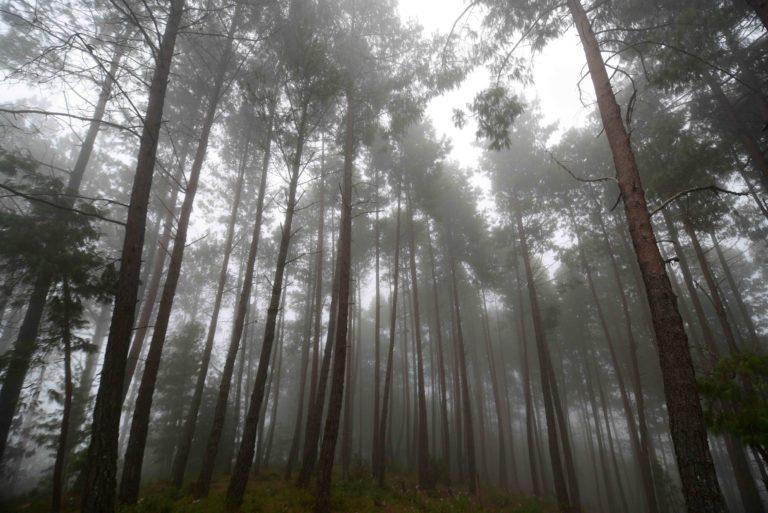 $!Como parte de su programa de manejo forestal, la comunidad conserva cerca de 100 hectáreas para servicios ambientales.