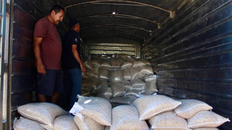 Productores agrícolas en Rosario recieron las semillas de parte de autoridades estatales y municipales.