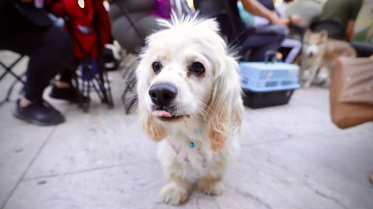 El Gobierno de Sinaloa reporta que se destinan 1.6 millones de pesos para campañas de esterilización de mascotas.