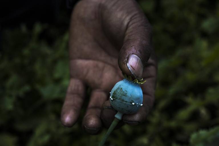 Montaña estrella- Flor del tiempo