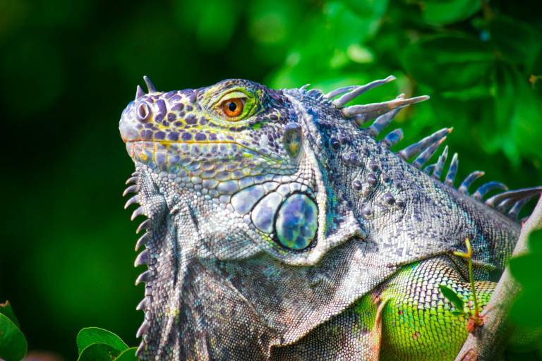 El Santuario de Iguanas en Culiacán, un refugio vital para su conservación