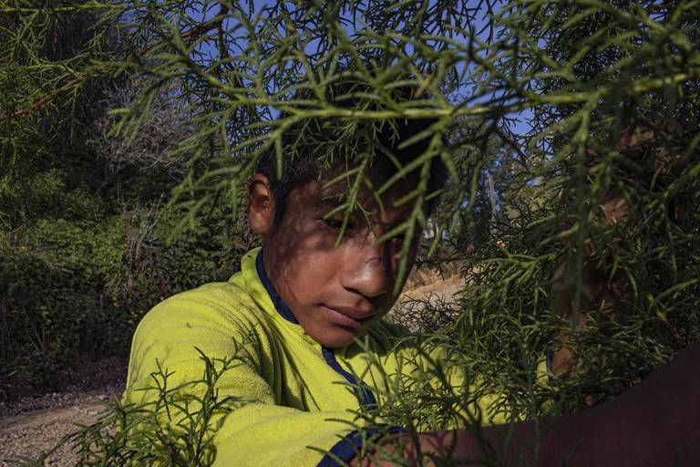 Montaña estrella- Flor del tiempo