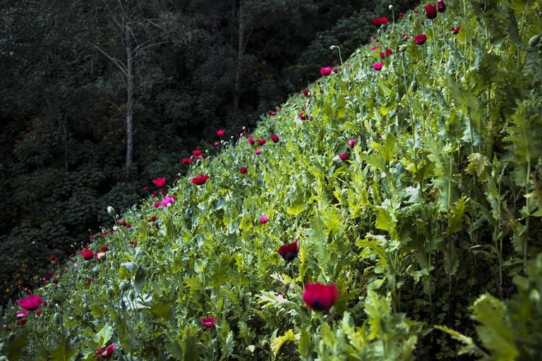 Montaña estrella- Flor del tiempo