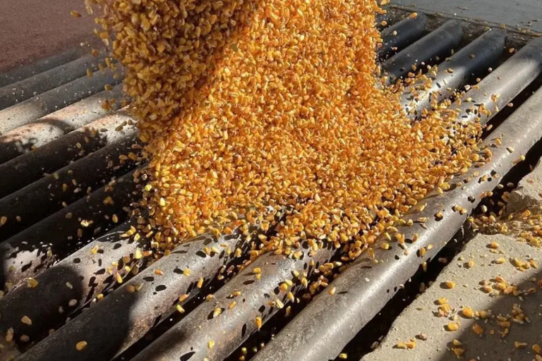 EU instala panel contra México por prohibición de maíz transgénico