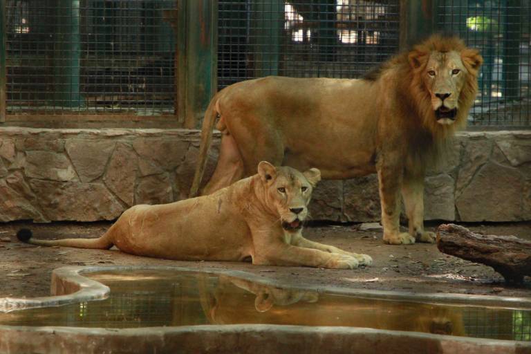 Felinos rescatados de Black Jaguar se recuperan de forma positiva, reporta Zoológico de Culiacán