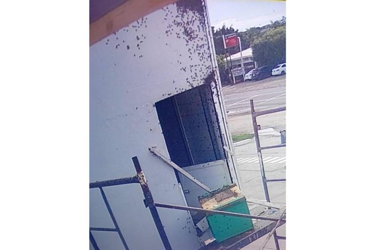 Denuncian que ataques de abejas trágicos se debe a que no aplican Protocolo Municipal de Protección