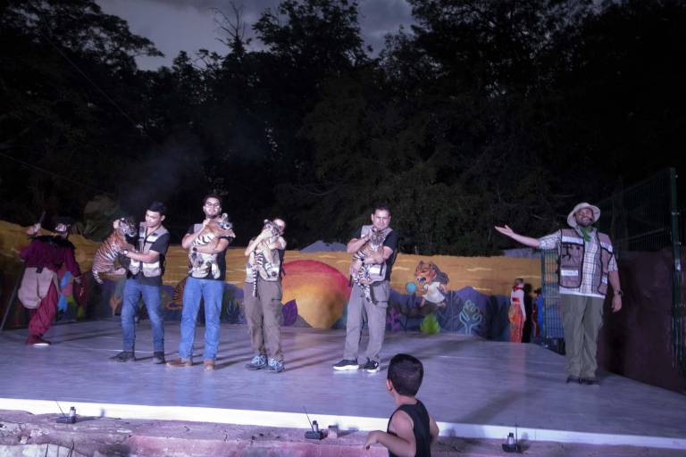 Dan la bienvenida a cuatro Tigres de Bengala en Culiacán