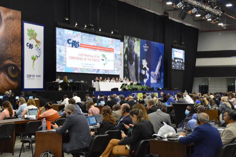 Prohíben comercio de flora y fauna con México, por no proteger a la totoaba