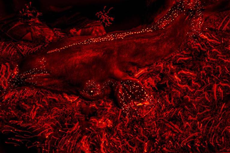 Montaña estrella- Flor del tiempo