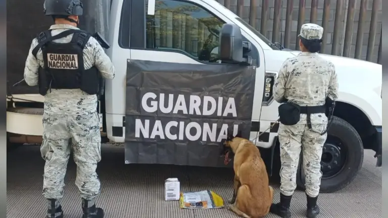 Binomio canino localiza presunta cocaína y vapeadores en empresa de paquetería en Culiacán.