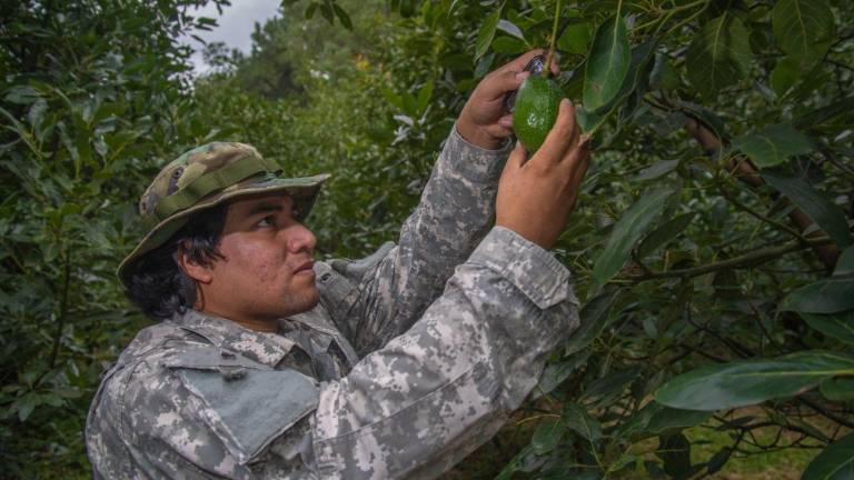 Estados Unidos anunció la reanudación de sus actividades en Michoacán, lo que permitirá retomar las exportaciones de aguacate.