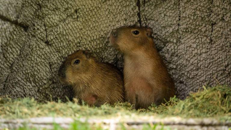 “Tostadito” y “Luna” son los nombres de la nueva pareja de capibaras del Zoológico de Culiacán.
