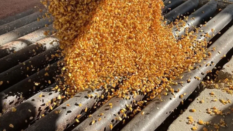 EU instala panel contra México por prohibición de maíz transgénico