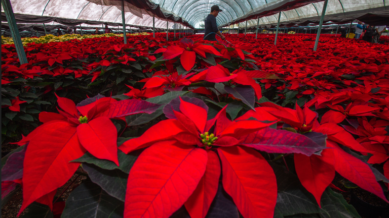 Este año se prevé una cosecha de alrededor de 20.1 millones de plantas de Nochebuena.