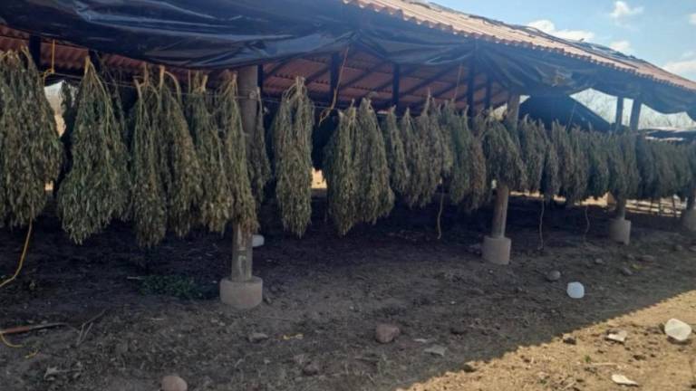 Fuerzas de seguridad destruyen sembradíos y secadero de marihuana en Badiraguato y Elota