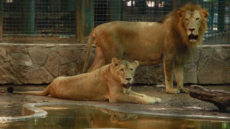 De los felinos rescatados, una familia de tres leones habita en el Zoológico de Culiacán.
