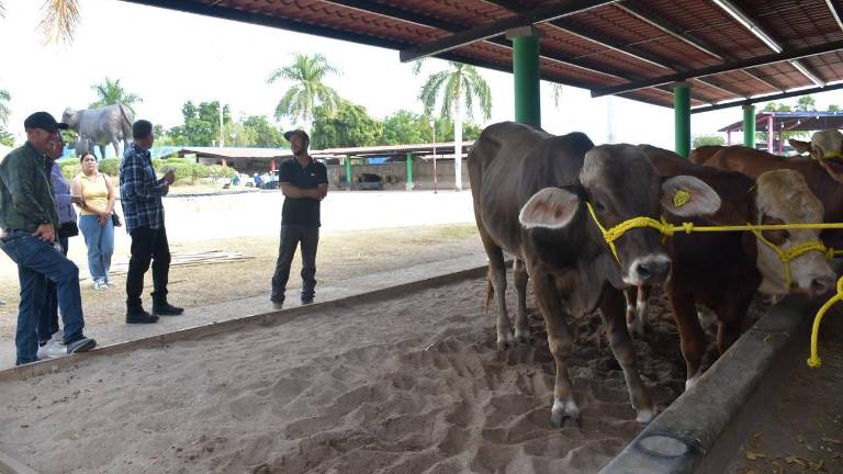 La Feria Ganadera de Culiacán 2025 se inauguró el pasado jueves.