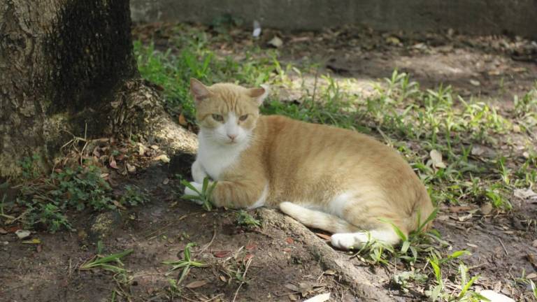 Confirman caso de rabia humana transmitida por gato doméstico en Nayarit
